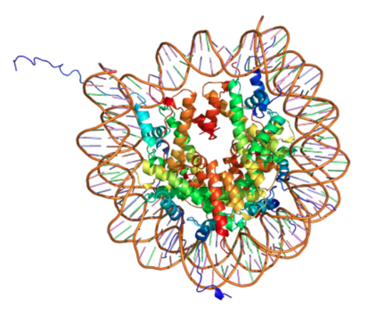 Histone DNA epigenetics
